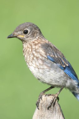 Bebek Doğu mavi kuş