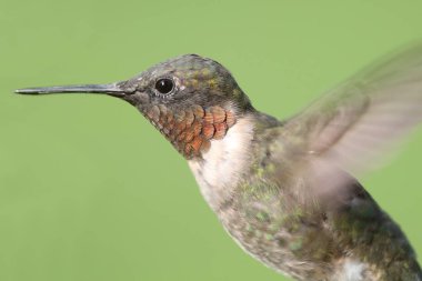 ruby - erkek boğazlı sinek kuşu