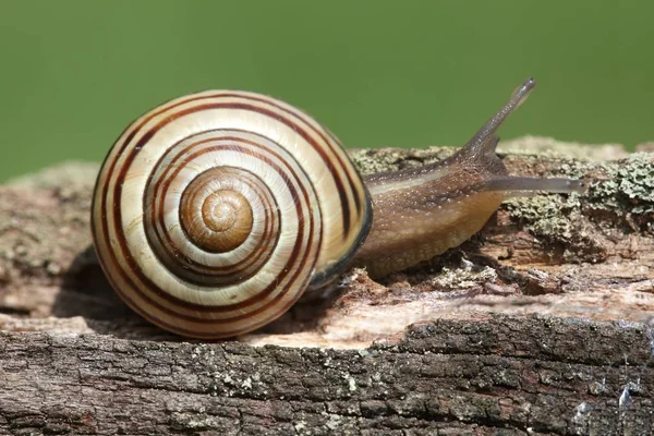 Grove nebo Brown rty šnek (Cepaea hajní) — Stock fotografie