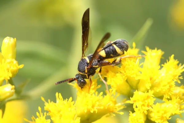 Bir çiçeğin üzerindeki eşek arısı — Stok fotoğraf