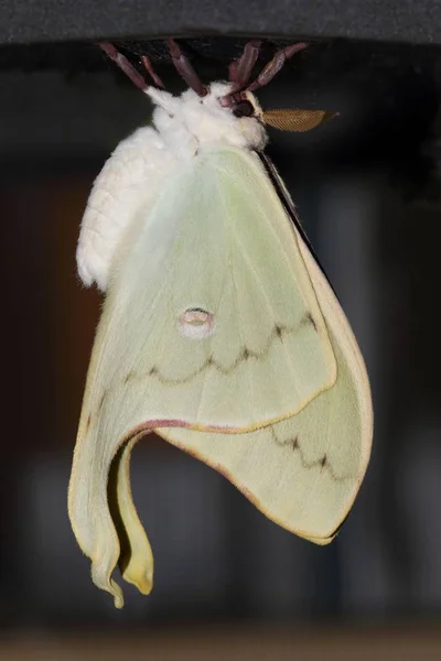 Luna Moth (Actias luna) — Stock Fotó