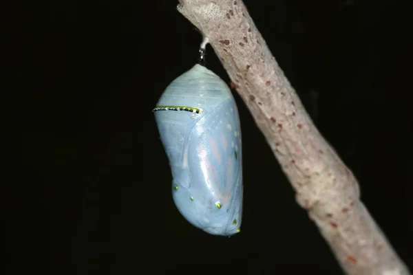 Monarch Butterfly (danaus plexippus) Chrysalis — Stock Photo, Image