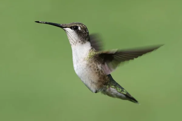 Рубиногорлый колибри (Archilochus colubris) — стоковое фото