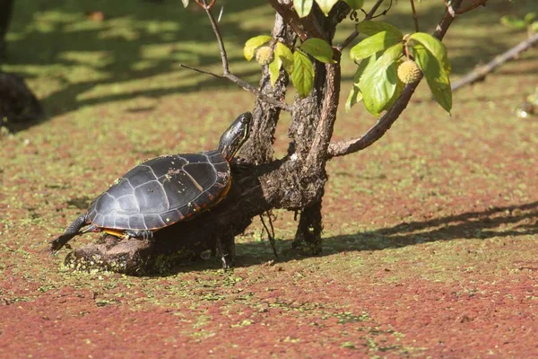 Tortuga pintada (chrysemys picta) — Foto de Stock