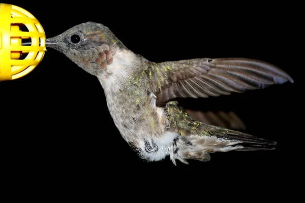 Férfi ruby torkú hummingbird — Stock Fotó