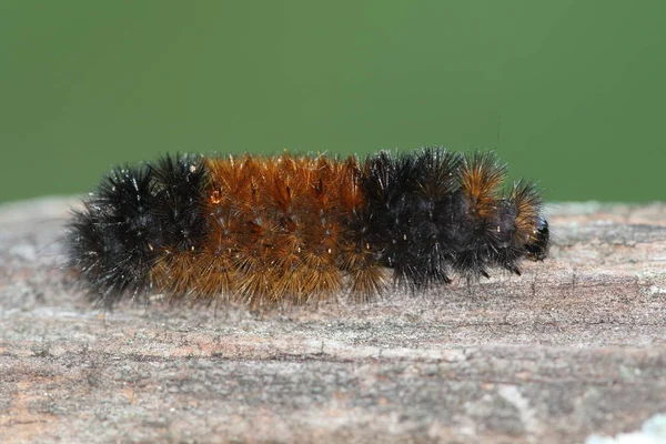 Caterpillar naprzemienne wełnisty niedźwiedź (Pyrrharctia Izabela) — Zdjęcie stockowe