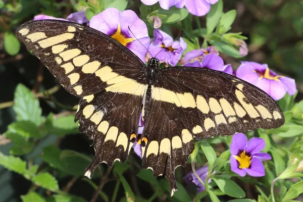 Borboleta de rabo de andorinha gigante (papilio cresphontes ) — Fotografia de Stock