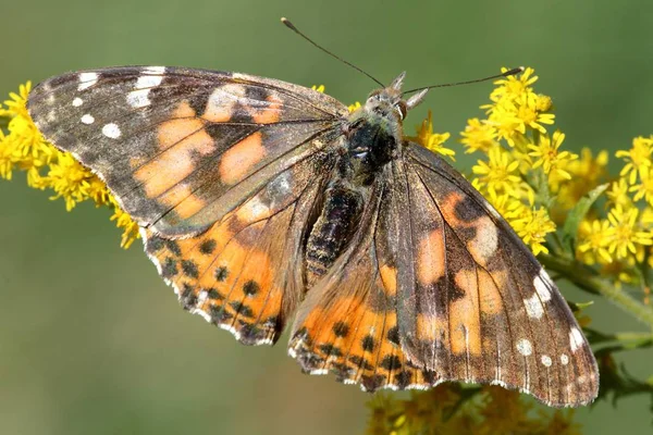 Verniciato Lady farfalla (Vanessa cardui) — Foto Stock