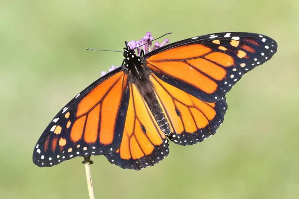 Male Monarch Butterfly (danaus plexippus) — Stock Photo, Image