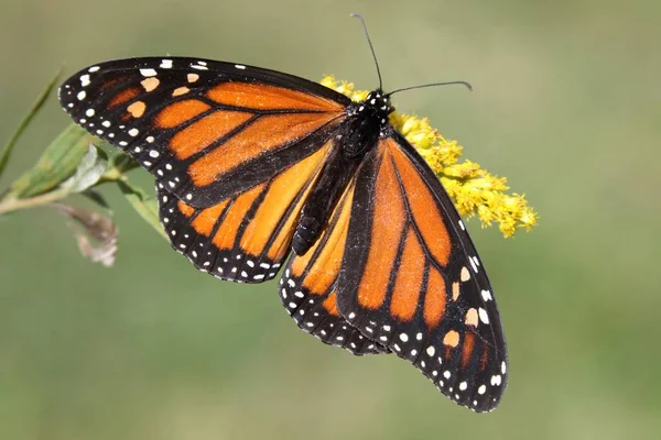 Borboleta monarca fêmea (danaus plexippus ) — Fotografia de Stock
