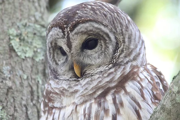 Utesluten Owl (Strix varia) — Stockfoto