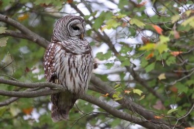 Çizgili baykuş (Strix varia)