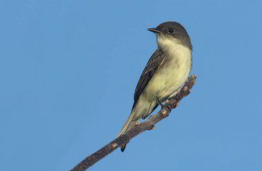 Doğu Phoebe (sayornis phoebe)