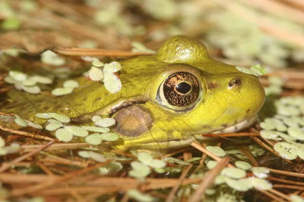 Zielona żaba w stawie — Zdjęcie stockowe