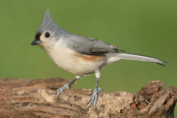 Titmouse em um log — Fotografia de Stock