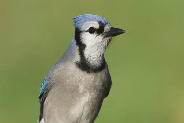 Mavi Jay (corvid siyanocitta) — Stok fotoğraf