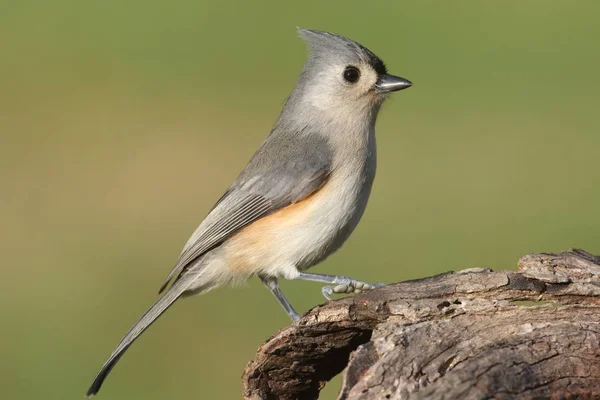 Titmouse em um log — Fotografia de Stock