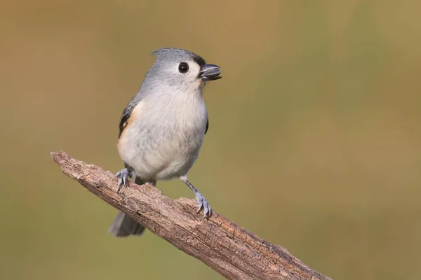 Titmouse napló — Stock Fotó