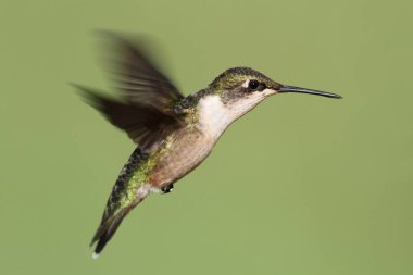 Yakut boğazlı sinekkuşu (Archilochus colubris)