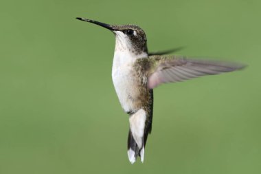Yakut boğazlı sinekkuşu (Archilochus colubris)