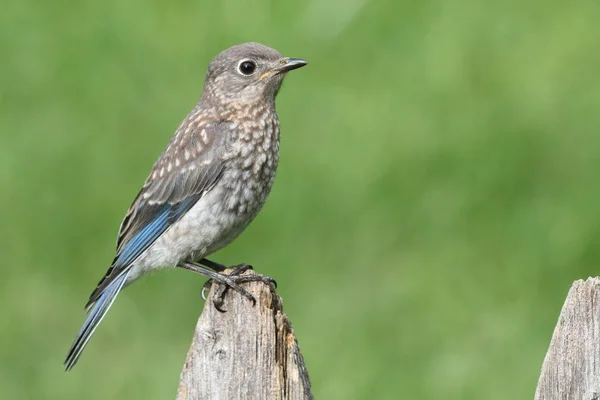 Baby Eastern Bluebird — Stock Photo, Image