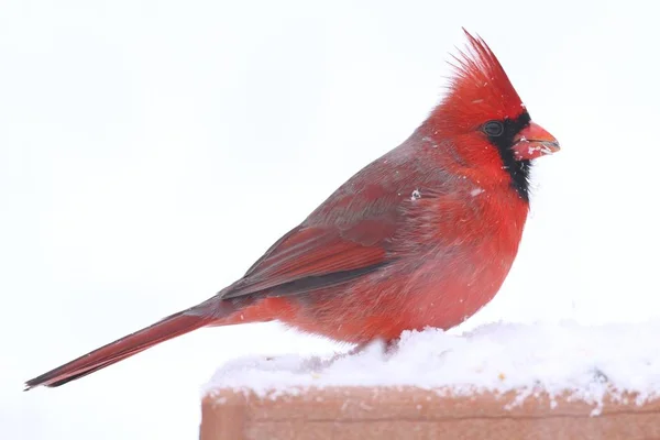 Kardinal i snö — Stockfoto
