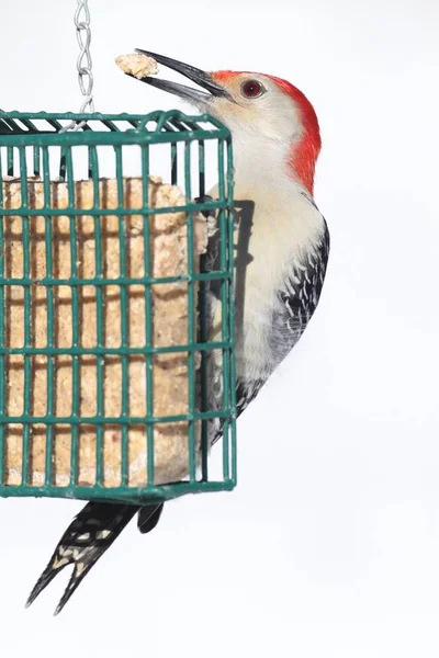 Male Red-bellied Woodpecker (Melanerpes carolinus) on a Feeder