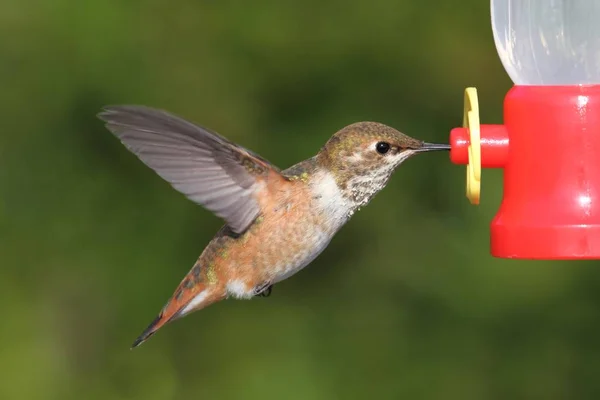 Allens Hummingbird (Selasphorus sasin) — Stockfoto