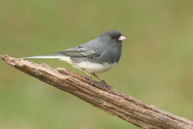 Junco kütük üstünde