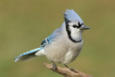 Mavi Jay (corvid siyanocitta)