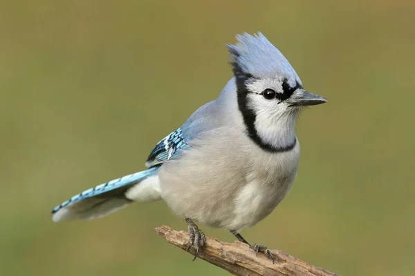 Blue Jay (corvid cyanocitta)) — 图库照片