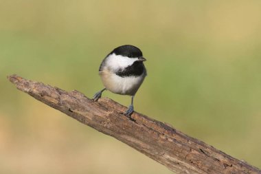 Siyah şapkalı bülbül (poecile atricapilla)