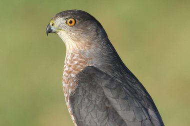 Coopers atmaca (Accipiter cooperii)
