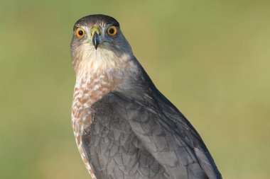 Coopers atmaca (Accipiter cooperii)