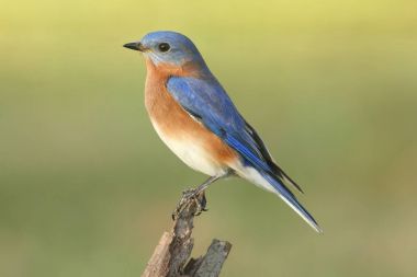 erkek Doğu bluebird