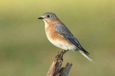 kadın Doğu bluebird
