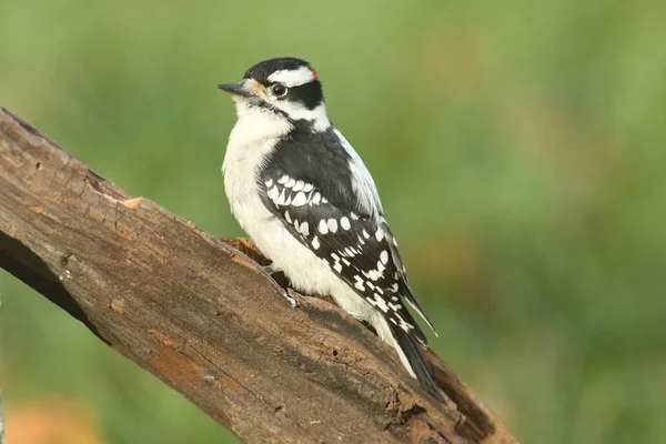Male Downy Woodpecker (Picoides pubescens) — Stock Photo, Image