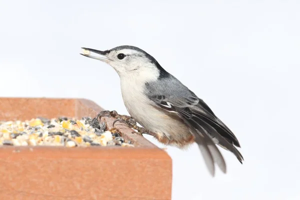 Boomklever op een feeder — Stockfoto