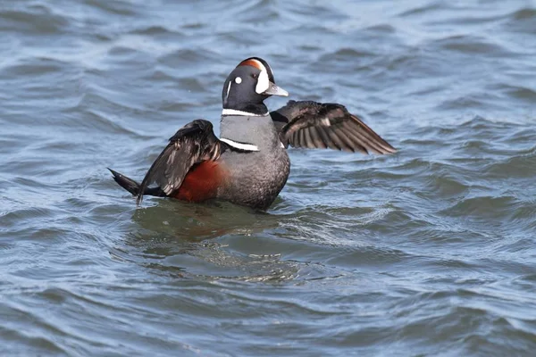 Arlecchino anatra — Foto Stock