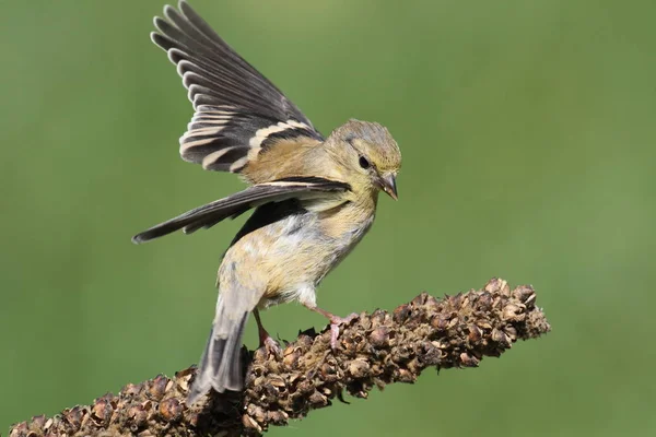 Jilguero americano (Carduelis tristis ) — Foto de Stock