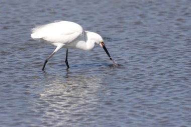 Karlı Akbalıkçıl (egretta thula)
