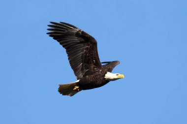 Kel Kartal (haliaeetus leucocephalus))