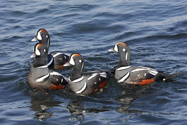 Harlequin Ducks (histrionicus) — Stock Photo, Image