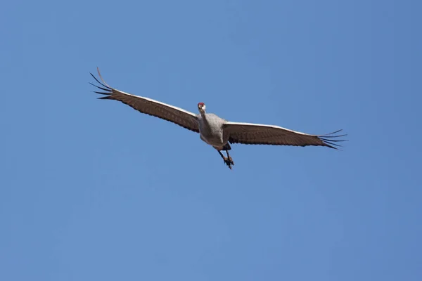 Sandhill Crane (Grus canadensis) — Stok fotoğraf