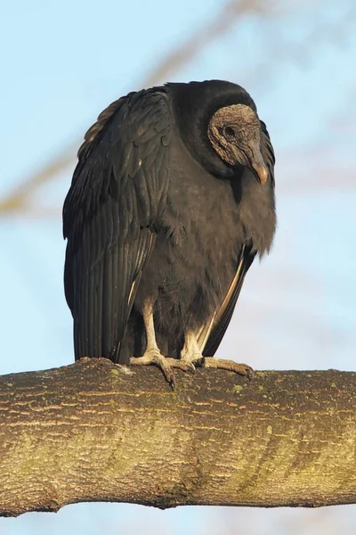 Avvoltoio nero arroccato — Foto Stock
