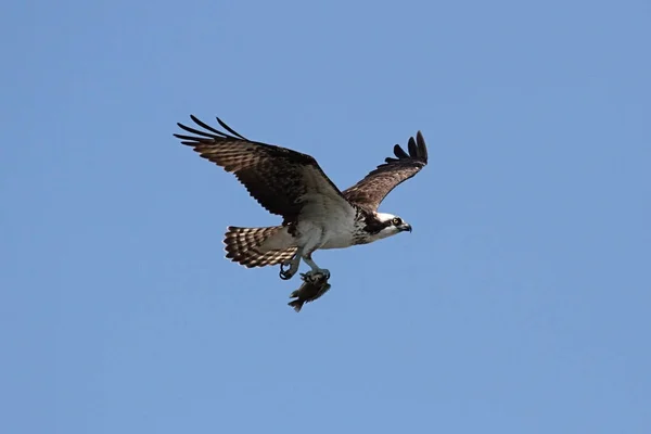 Osprey (Haliéto de pandião ) Imagem De Stock