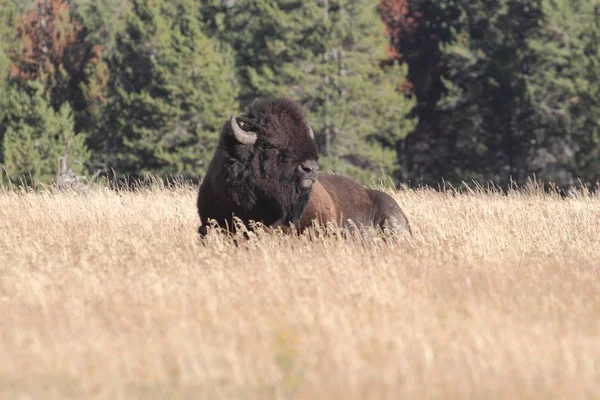 Bisonte americano (Buffalo ) —  Fotos de Stock