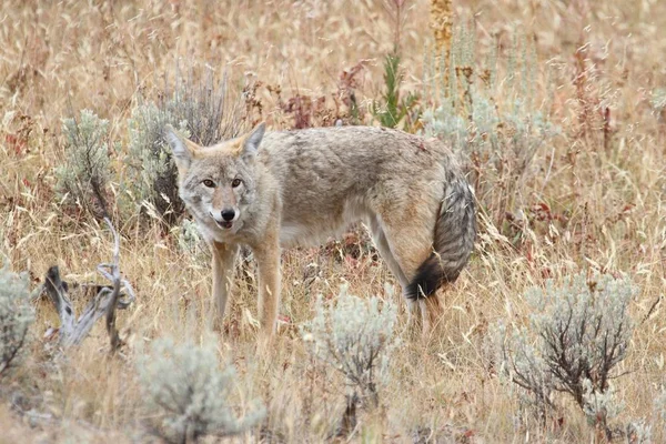 西方狼 (犬属 latrans) — 图库照片