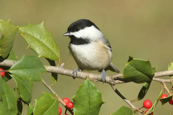 Black-capped Chickadee (poecile atricapilla) op holly — Stockfoto