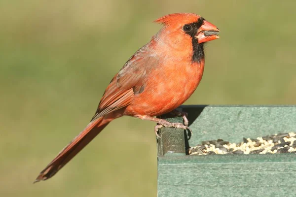 Cardeal masculino do norte (cardinalis) em um alimentador — Fotografia de Stock